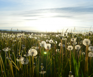 2-o-poder-dos-sonhos-14112016_fisis-blog